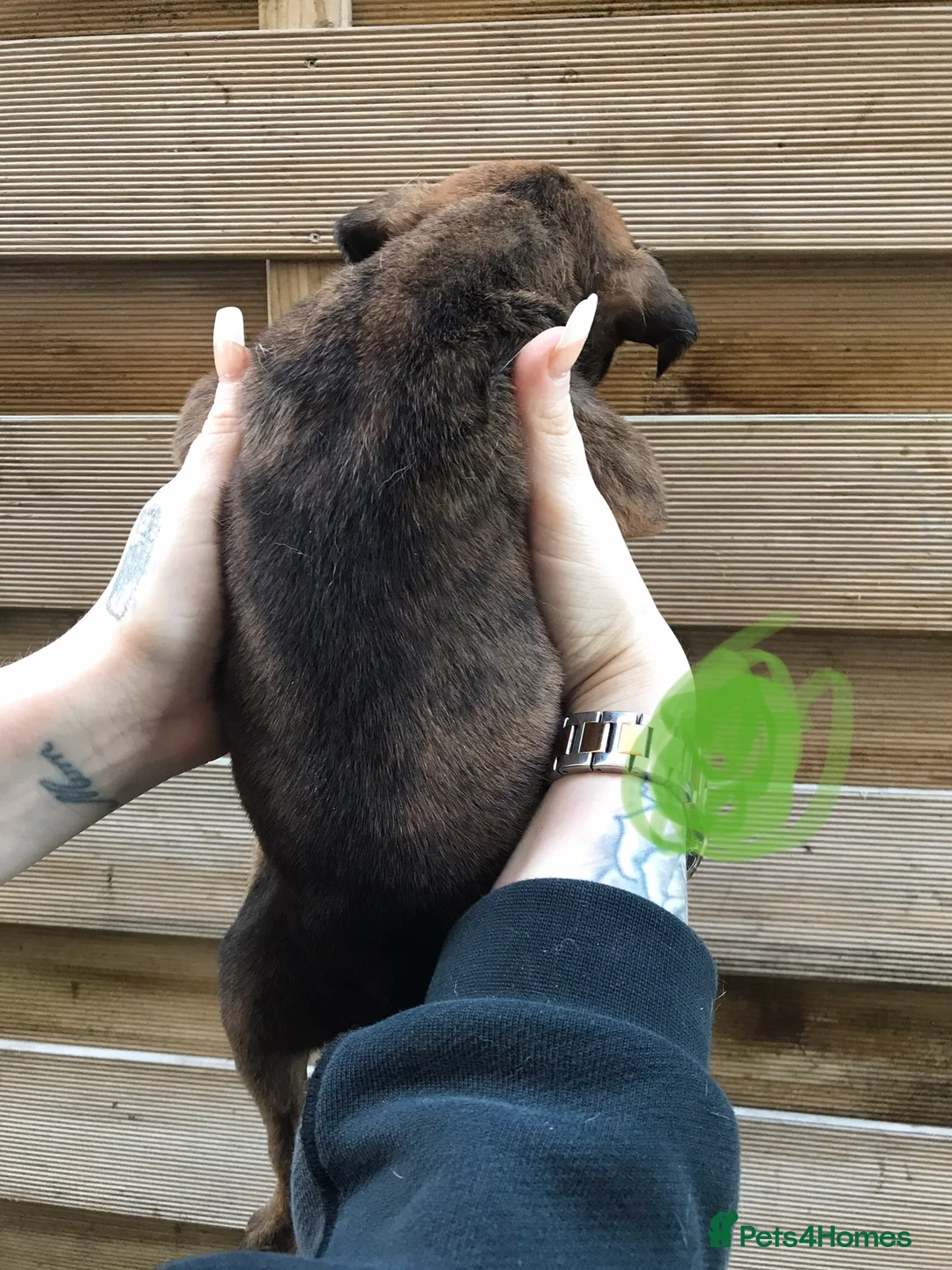 Mixed Breed dogs for sale: Bullweiller pups Merle  - Advert 15