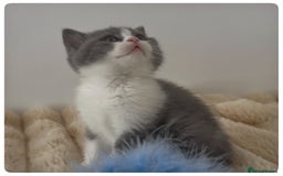 British Shorthair cats for sale: GCCF British Shorthair Blue Bi-Colour male kitten - Image 5