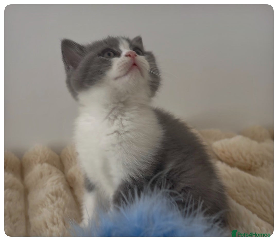British Shorthair cats for sale: GCCF British Shorthair Blue Bi-Colour male kitten - Image 5