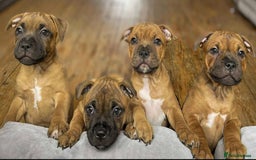 Staffordshire Bull Terrier dogs for stud: 🥨 Top Quality Red SBT Stud 🥨 - Image 7