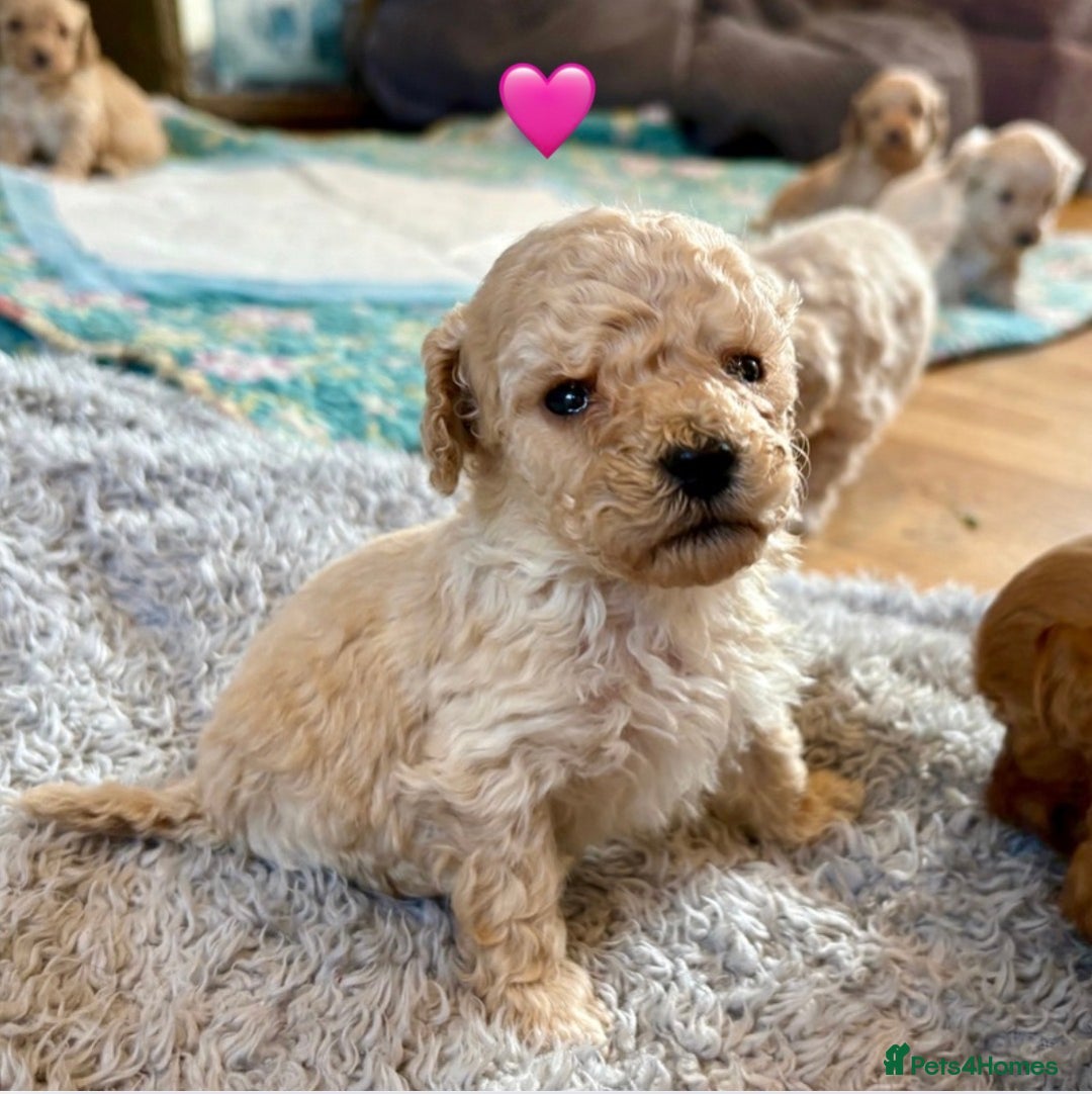 Cockapoo dogs for sale: Cockapoo Puppies (3/4 Toy Poodle/Cockapoo) - Image 3