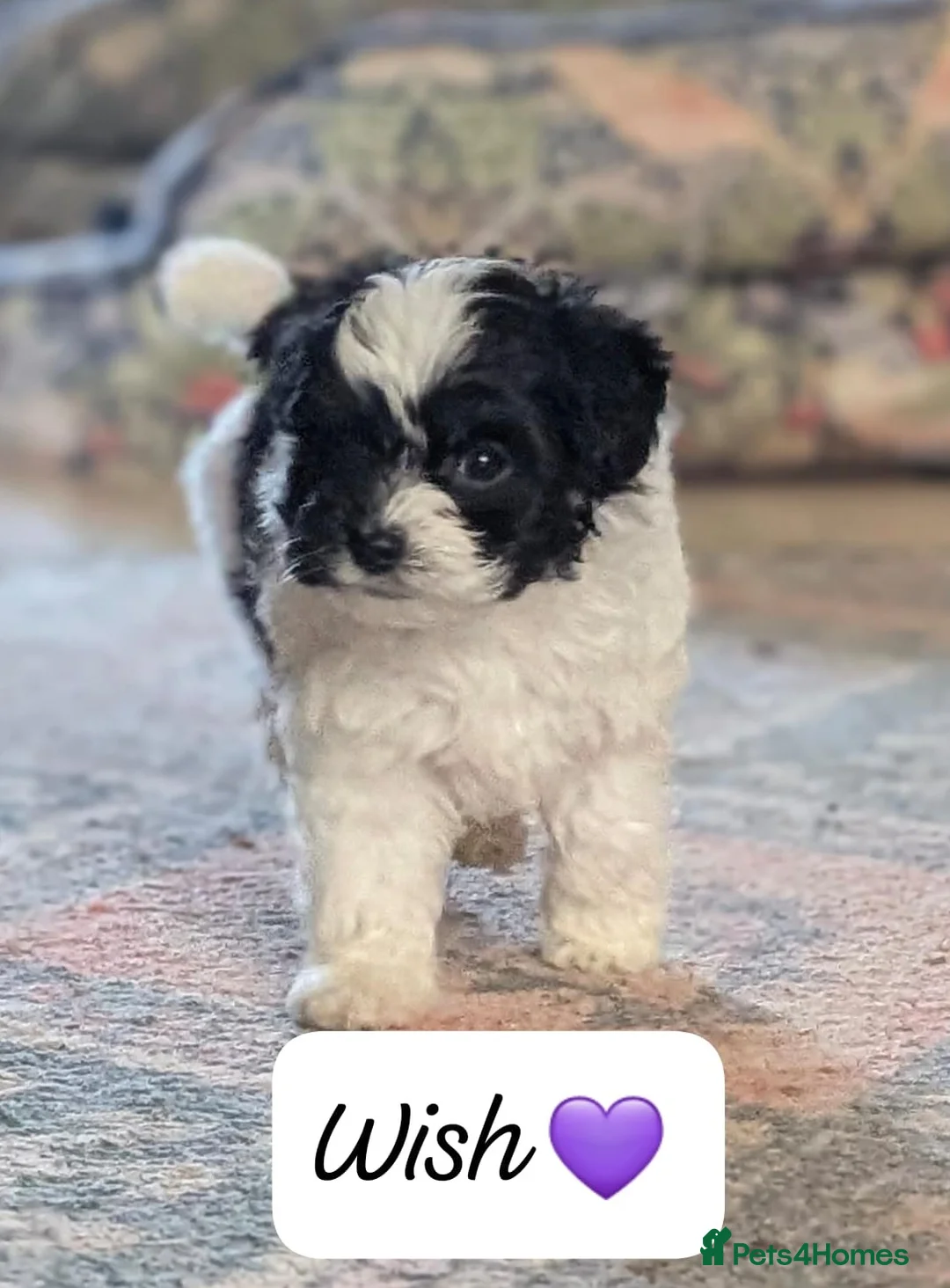 Chipoo dogs for sale: Chipoo Puppies - Advert 9