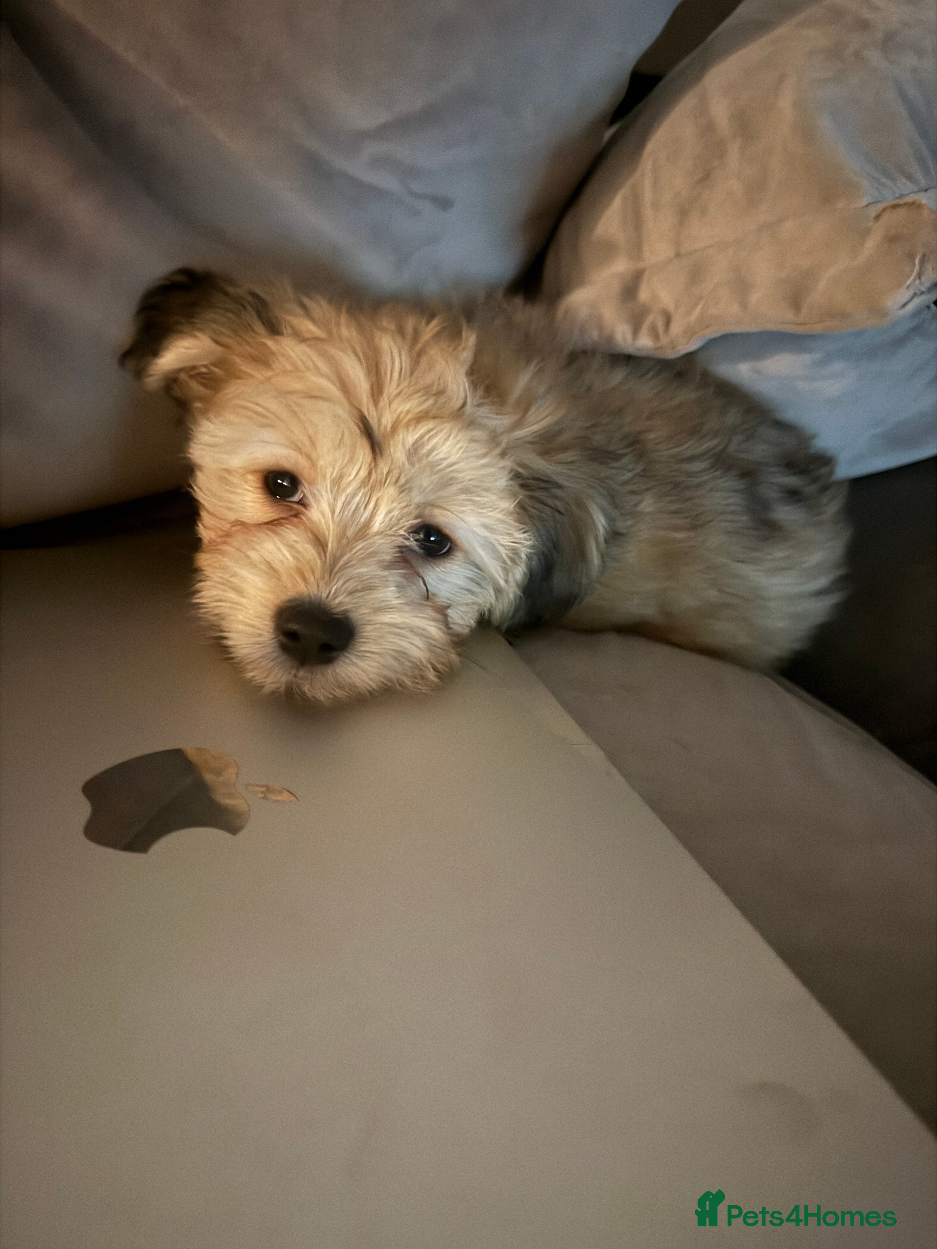 Mixed Breed dogs Unique mix - Maltese x JackChi Pups - Advert 6