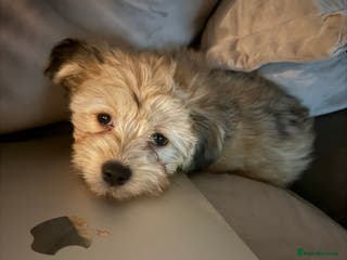 Mixed Breed dogs Unique mix - Maltese x JackChi Pups - Advert 6