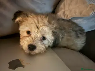 Mixed Breed dogs Unique mix - Maltese x JackChi Pups - Advert 2