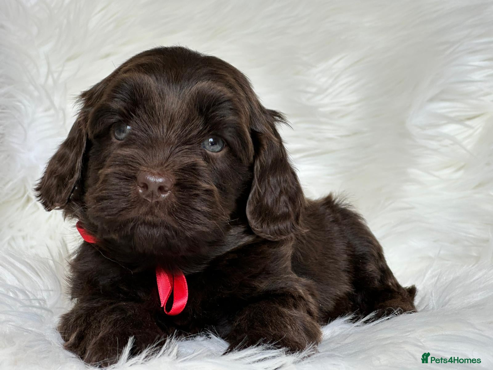 Australian Labradoodle dogs Superior Authentic Australian Labradoodle Puppies - Advert 1