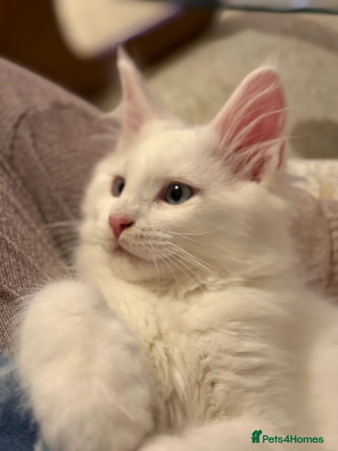 Maine Coon cats for sale: Rare white tica registered boy. - Advert 5