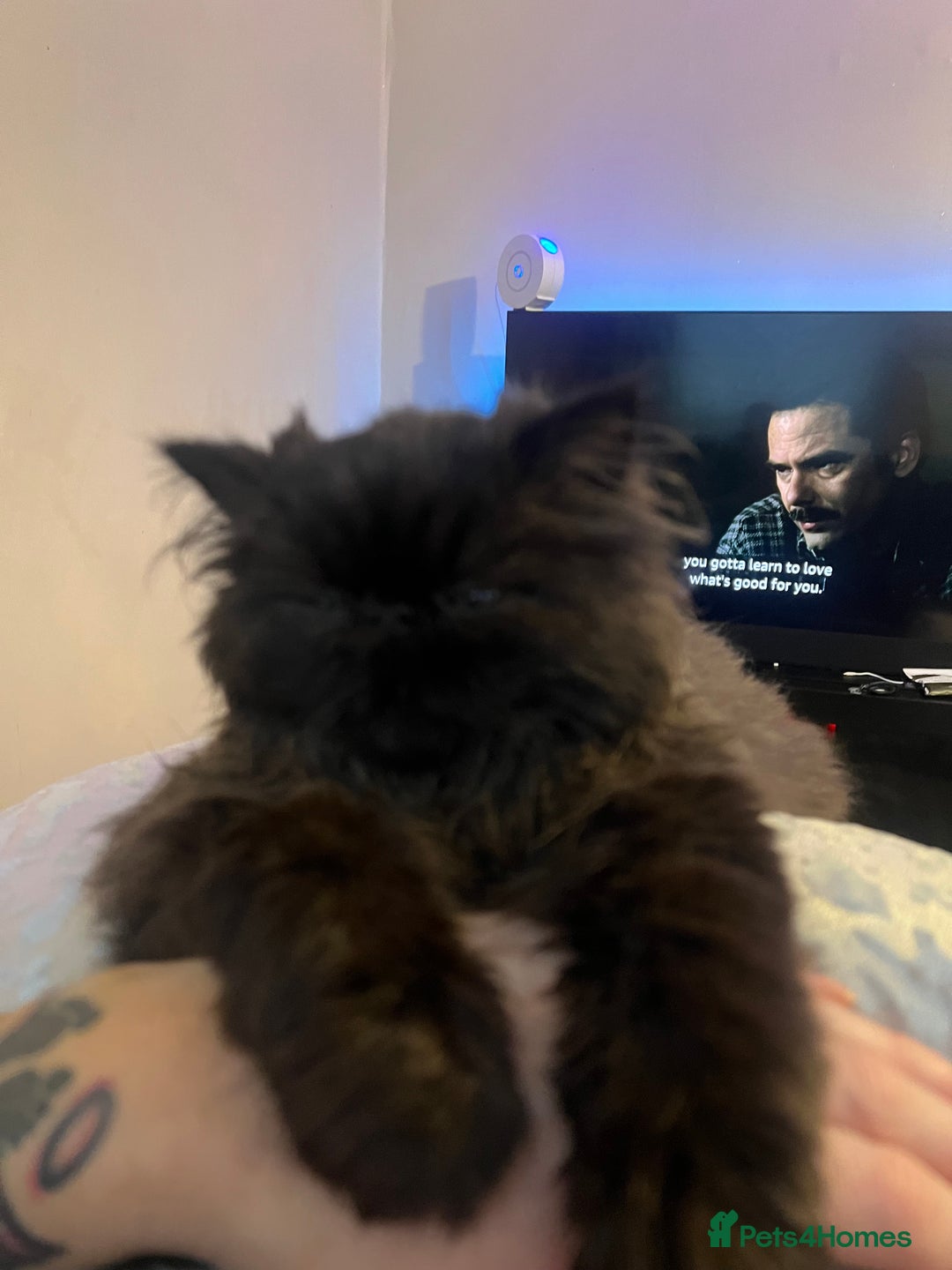 Persian cats for sale: 1 girl left REDUCED GCCF  PERSIANS  - Advert 15