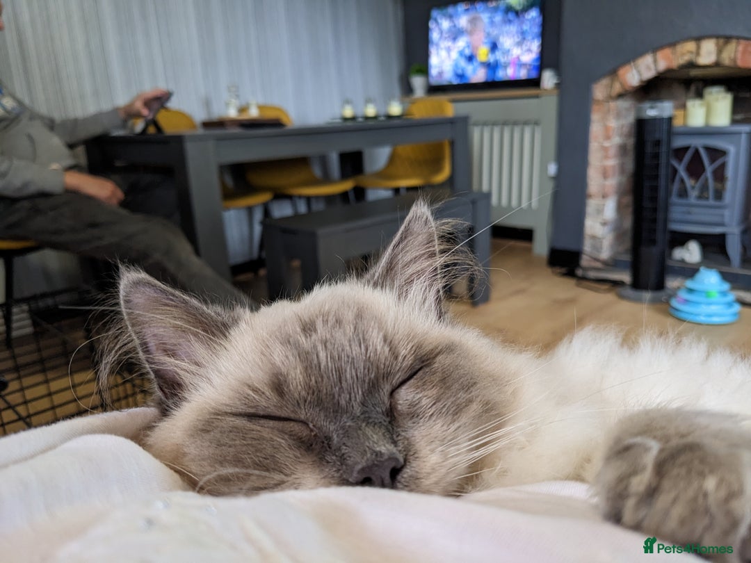 Ragdoll cats for sale: Beautiful ragdoll 9 months kitten - Image 4
