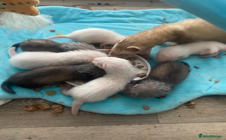 Ferret rodents - Advert 6