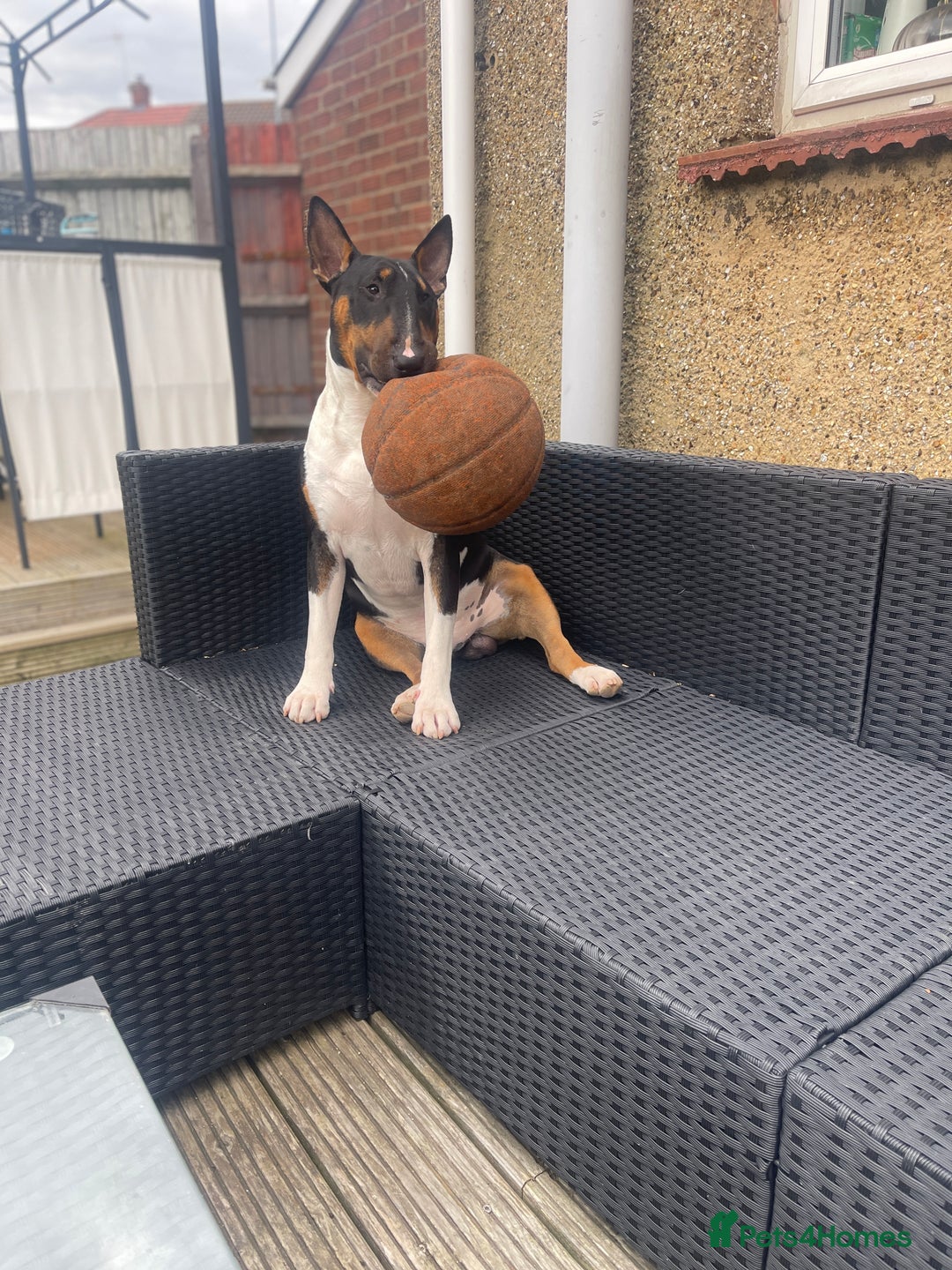 English Bull Terrier dogs for sale: English Bull Terrier - Image 12