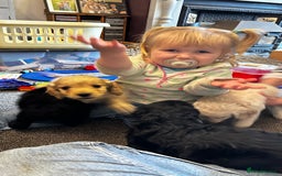 Cockapoo dogs for sale: COCKAPOO PUPPIES  - Image 15