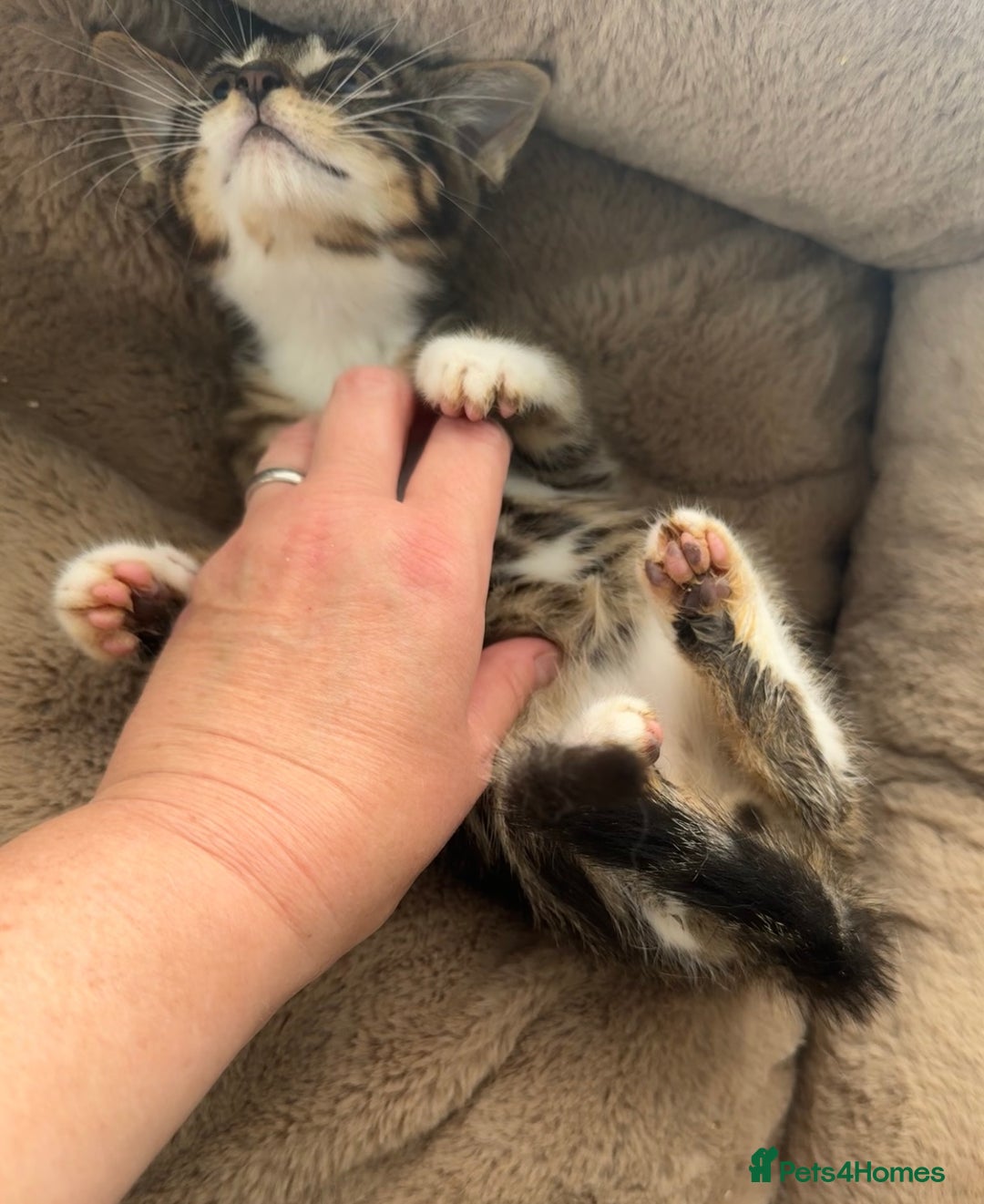 Mixed Breed cats for sale: Super friendly kittens ready now  - Image 9