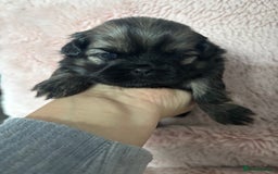 Shih Tzu dogs for sale: Imperial Shih Tzu male - Advert 6