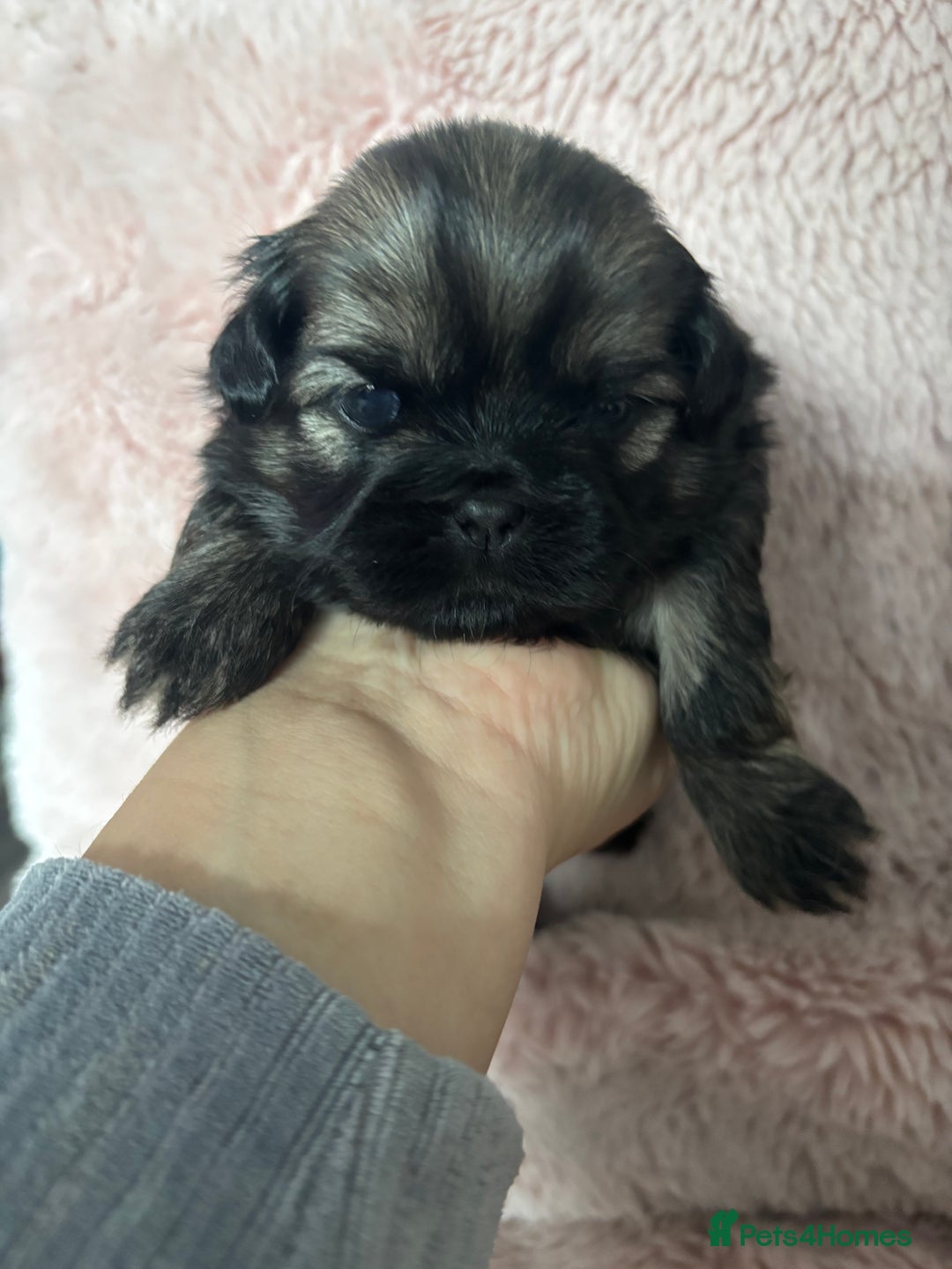 Shih Tzu dogs for sale: Imperial Shih Tzu male - Advert 6