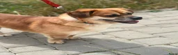 Mixed Breed dogs for adoption: 💙MAXIMILIAN💙: LOVES PEOPLE MORE THAN ANYTHING in Oxford - Advert 3