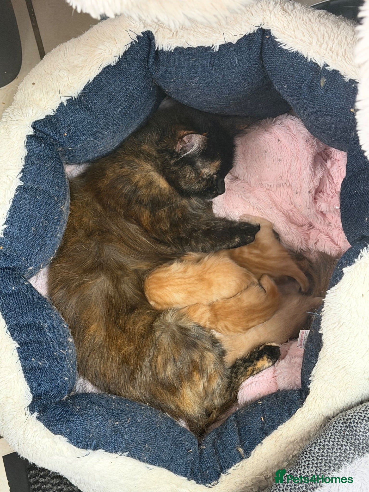 Mixed Breed cats 3 lovely ginger boy kittens  - Advert 9