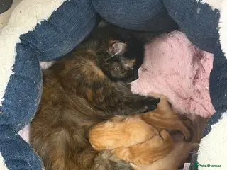 Mixed Breed cats 3 lovely ginger boy kittens - Advert 1
