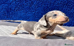 Miniature Dachshund dogs for sale: STUNNING RAINBOW MIX MINI DAXI KC REG PRA CLR - Image 4