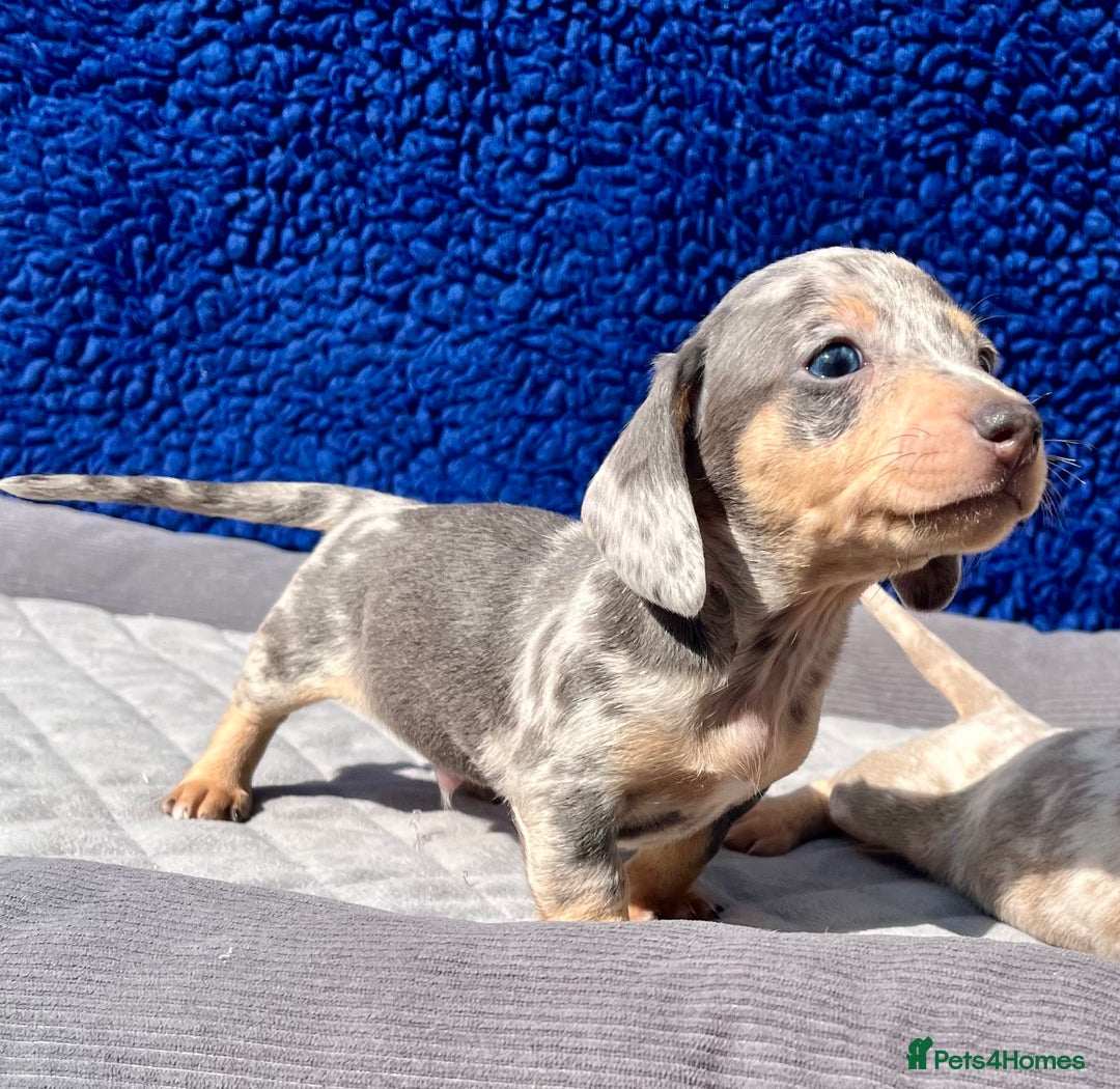 Miniature Dachshund dogs for sale: STUNNING RAINBOW MIX MINI DAXI KC REG PRA CLR - Image 4