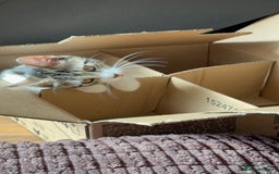 Mixed Breed cats for sale: Beautiful mixed breed kittens  - Image 22