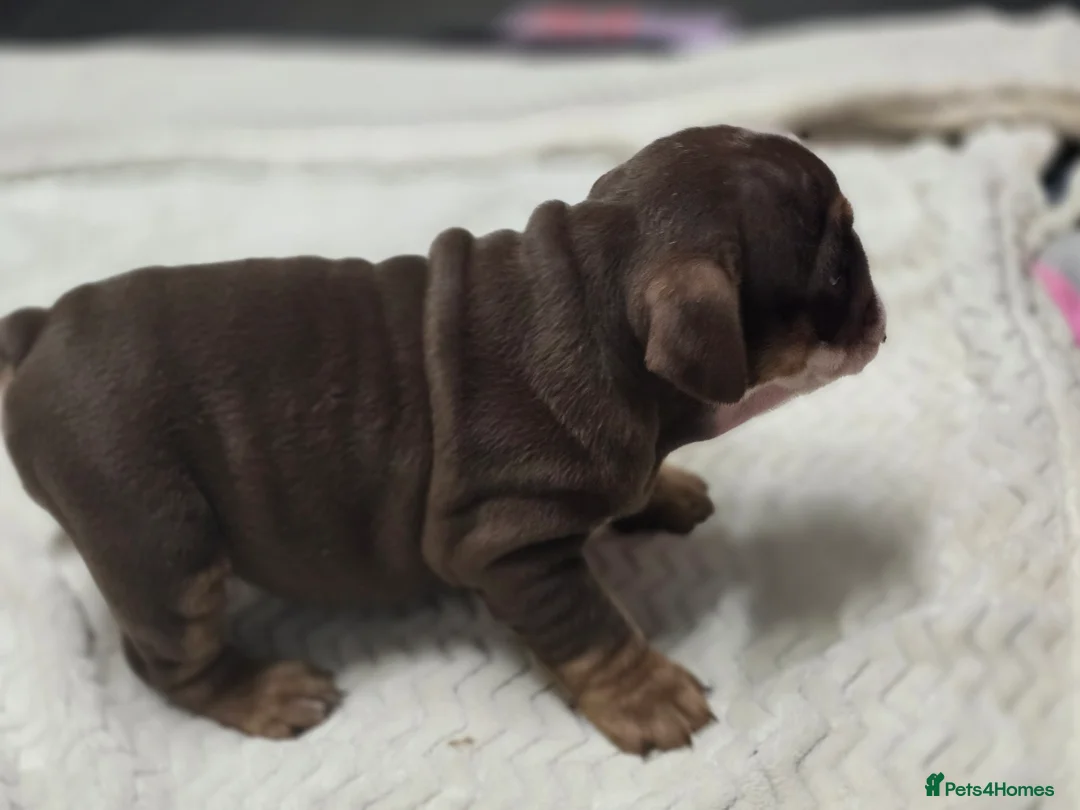 English Bulldog dogs for sale: ✨ English Bulldog Puppies Exceptional Bloodlines ✨ - Advert 18