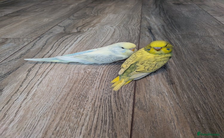 Budgerigars birds - Advert 1