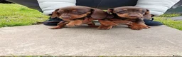 Miniature Dachshund dogs for sale: Beautiful Liter of Miniature Dachshund Puppies - Advert 13