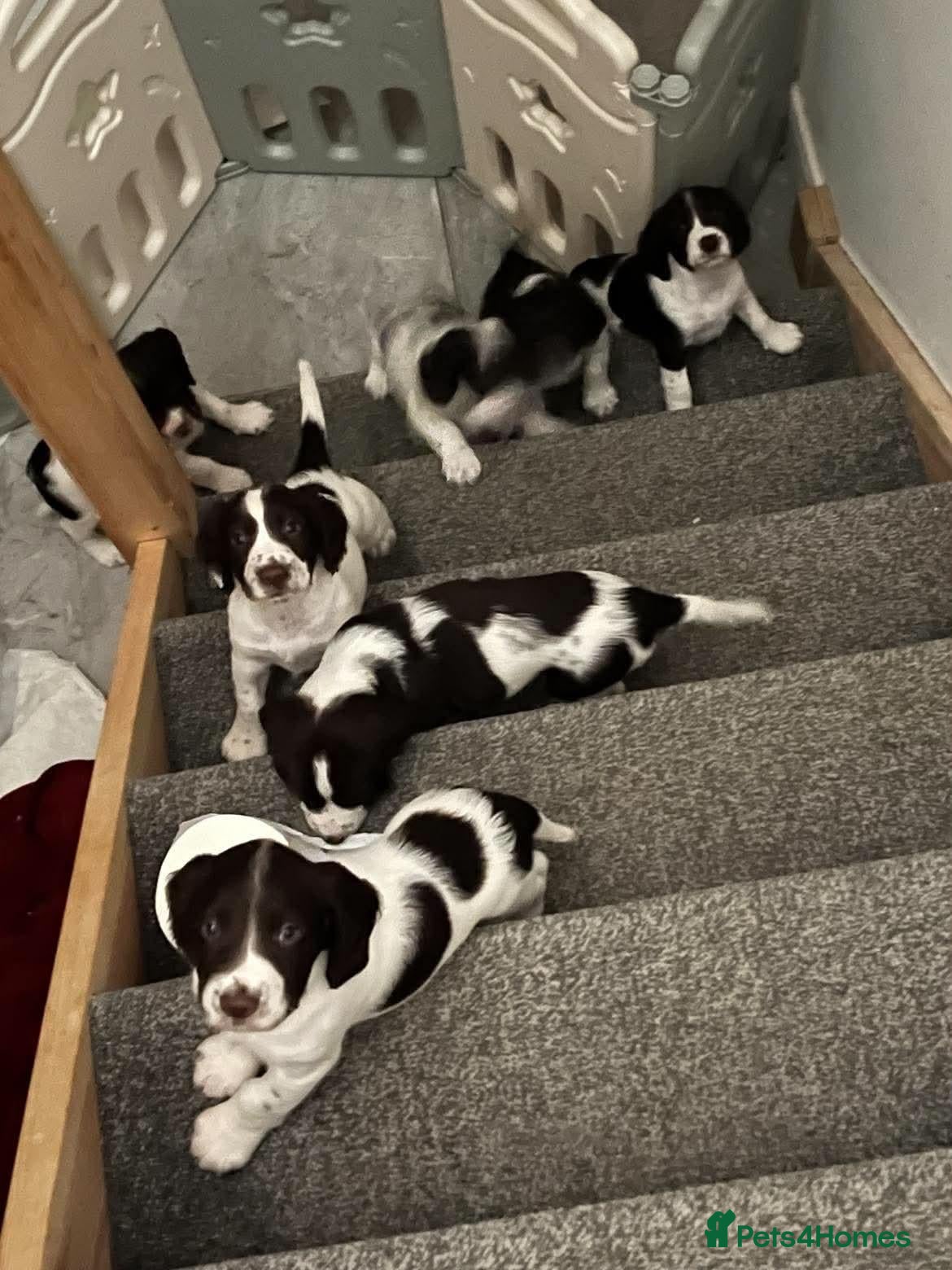 English Springer Spaniel dogs Gorgeous Family-Raised Springer Spaniel Puppies - Advert 2