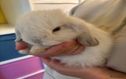 Mini Lop rabbits for sale: Mini lop bunnies  - Image 6