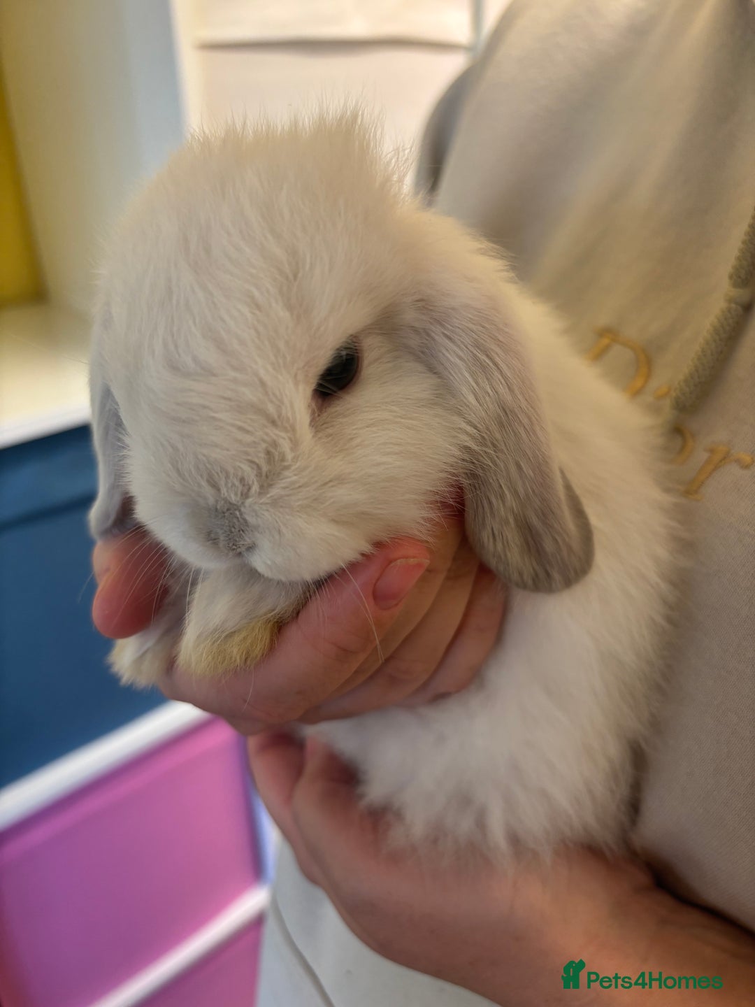 Mini Lop rabbits for sale: Mini lop bunnies  - Image 6