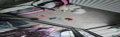 Domestic Shorthair Kitten 2
