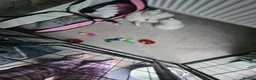 Domestic Shorthair cats for sale: Beautiful white fluffy kittens - Advert 2