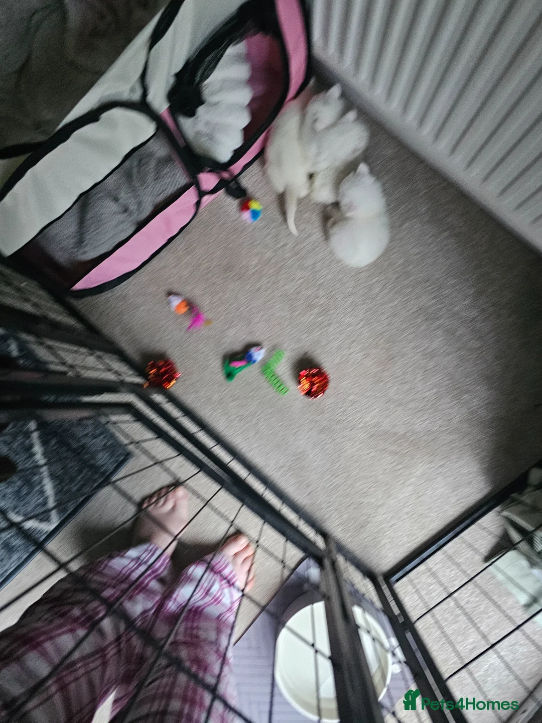 Domestic Shorthair cats for sale: Beautiful white fluffy kittens - Advert 2