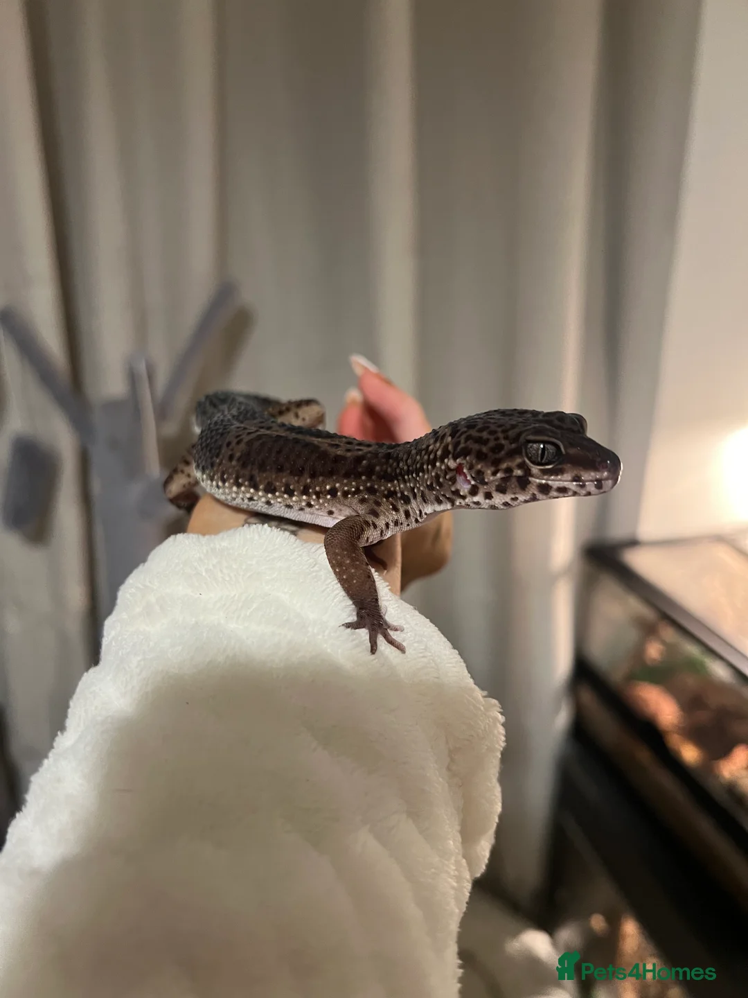 Leopard Gecko reptiles for sale: Black night mix leopard gecko  in Widnes - Advert 1