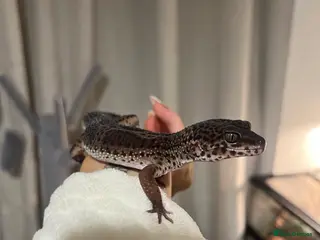 Leopard Gecko reptiles Black night mix leopard gecko in Widnes - Advert 1