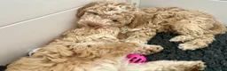 Lagotto Romagnolo dogs for sale: Amazing Lagotto Romagnolo Truffle Trained Puppies  - Advert 3