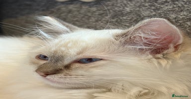 Ragdoll cats Beautiful Pedigree GCCF Ragdoll kitten - Advert 12