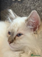 Ragdoll cats Beautiful Pedigree GCCF Ragdoll kitten - Advert 3