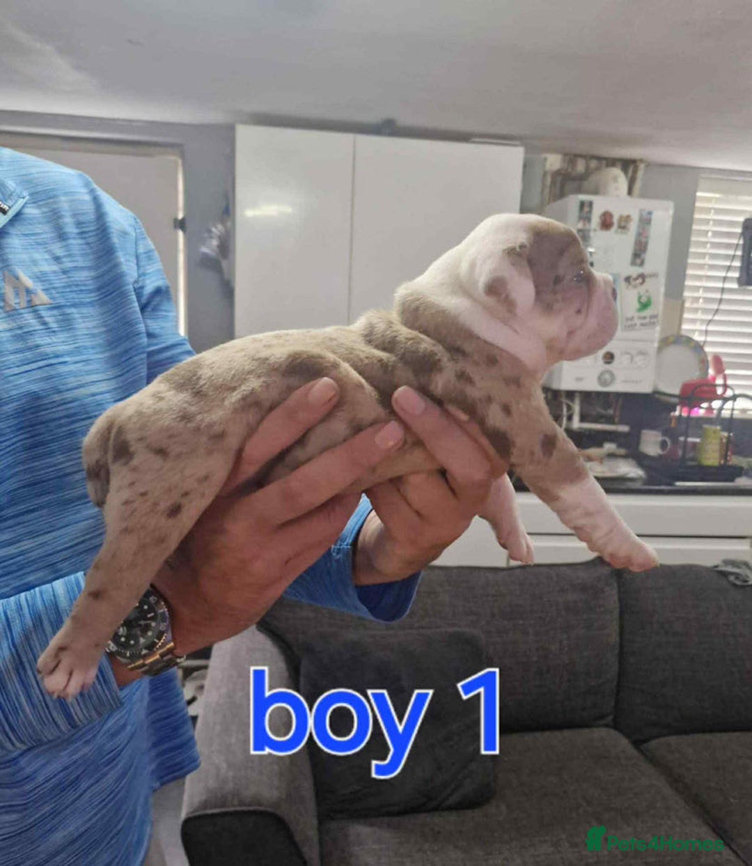 Old Tyme Bulldog dogs for sale: Oeb pups looking for forever homes 🏡  - Image 10