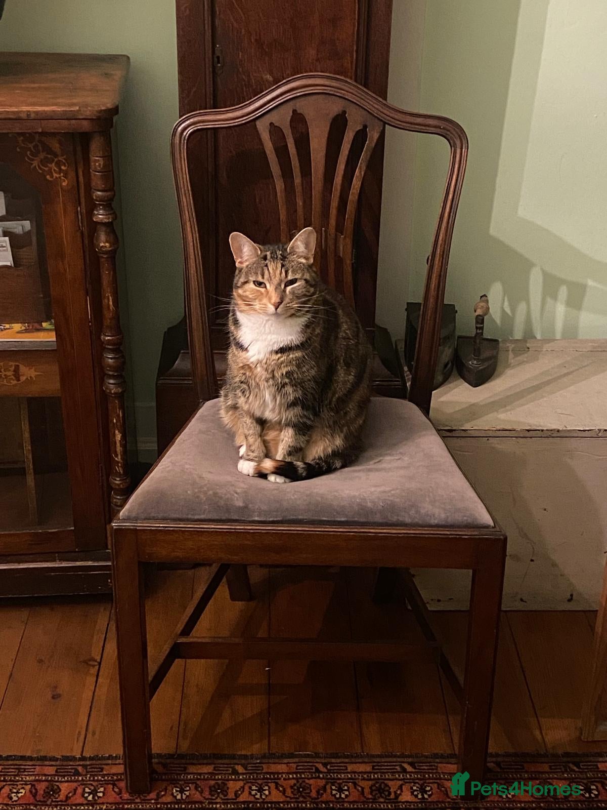 Mixed Breed cats for sale: Free: Tigrina and Ombra, sweet and playful sisters - Advert 9