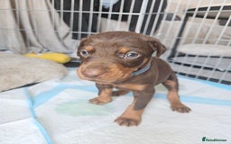 Dobermann dogs for sale: Dobermans available  - Image 3