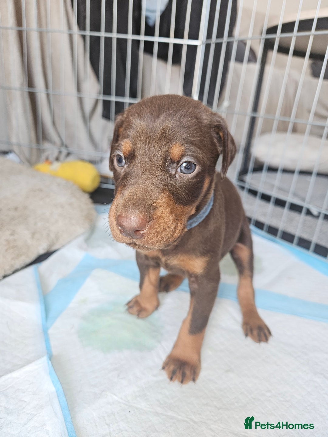 Dobermann dogs for sale: Dobermans available  - Image 3