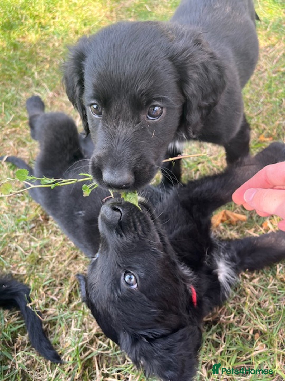 Mixed Breed dogs for sale: Collie Setter puppies - Image 3