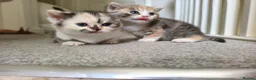Munchkin cats for sale: Beautiful girls  - Advert 6