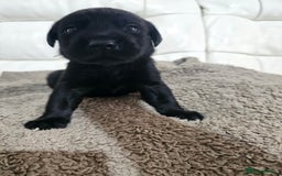Labrador Retriever dogs for sale: KC registered outstanding labdrador puppies  - Image 33
