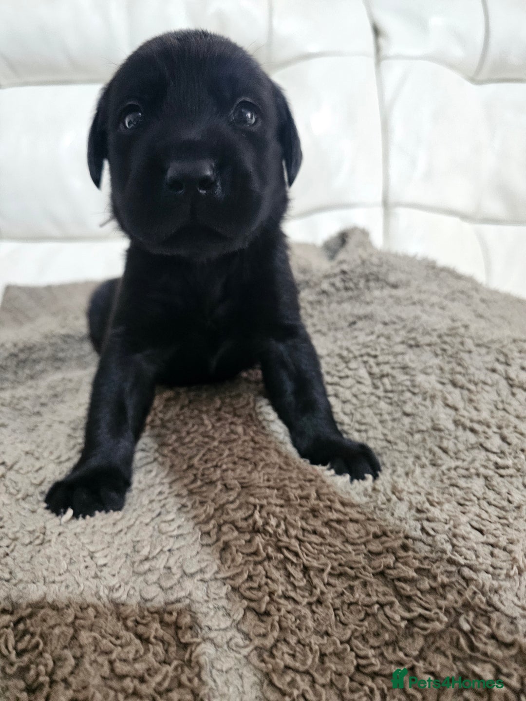 Labrador Retriever dogs for sale: KC registered outstanding labdrador puppies  - Image 33