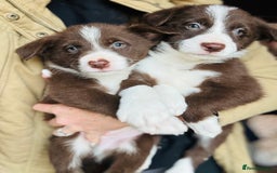 Border Collie dogs for sale: Pure Bred Border Collie Puppies For Sale - Image 16