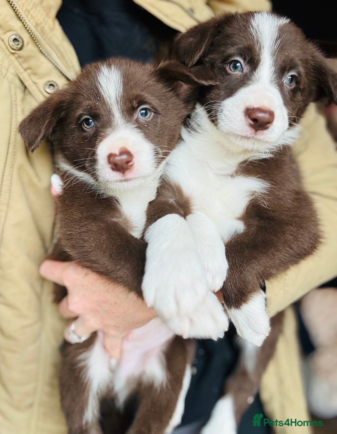 Border Collie dogs for sale: Pure Bred Border Collie Puppies For Sale - Image 16