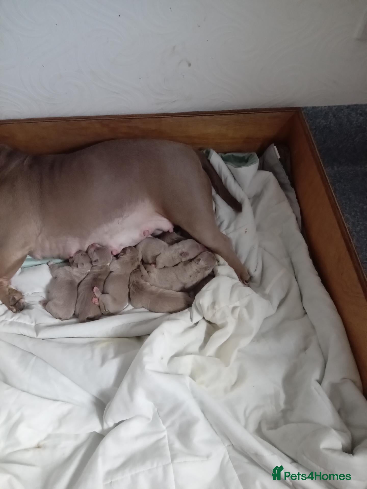 American Bully dogs American pocket bully pups - Advert 6